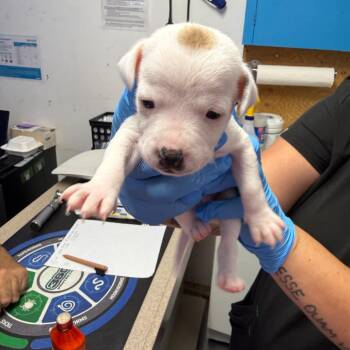 Cookie Dough -  Whippet Dog for Adoption in Wahiawa, Hawaii - Cookie Dough | PetCurious