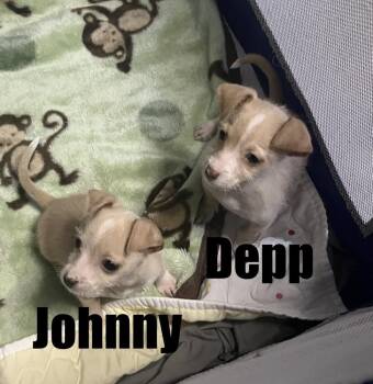 Chihuahua and Terrier Dogs Available for Adoption in Irwin, Pennsylvania - Depp | PetCurious