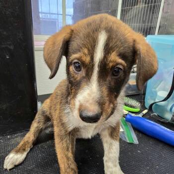 Rylie OS AZ -  Cattle Dog Dog for Adoption in Las Vegas, Nevada - Rylie OS AZ | PetCurious