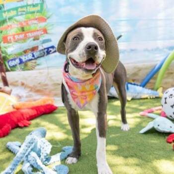 Florian -  American Bulldog and Mixed Breed Dog Available for Adoption in West Palm Beach, Florida - Florian | PetCurious