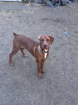 Tiny -  Doberman Pinscher Dog for Adoption in Yakima, Washington - Tiny | PetCurious