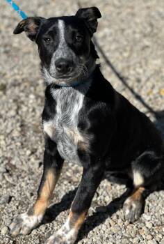 Rescue Border Collie Dogs for Adoption in Colusa, California - Reba | PetCurious