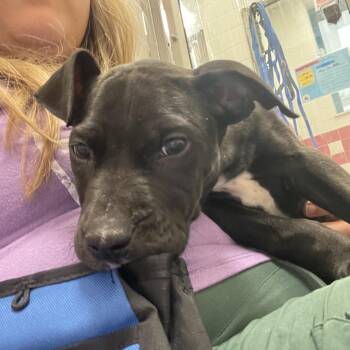 The Meg -  Pit Bull Terrier Dog for Adoption in Nashville, Tennessee - The Meg | PetCurious