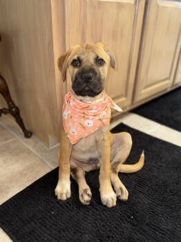 Black Mouth Cur Dogs Available for Adoption in Austin, Texas - Dove | PetCurious