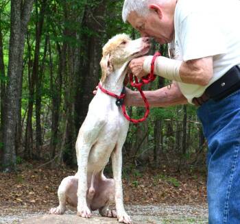 Cash -  Goldendoodle Dog for Adoption in Willingboro, New Jersey - Cash | PetCurious