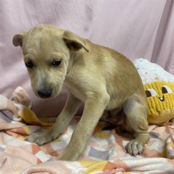 A612555 -  Labrador Retriever and Staffordshire Bull Terrier Dog for Adoption in Modesto, California - A612555 | PetCurious