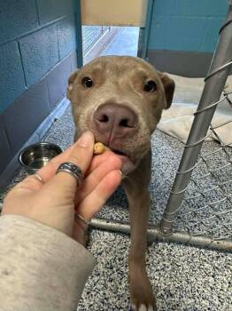 Terrier Dogs Available for Adoption - Cortado | PetCurious