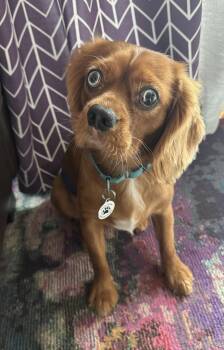 Elton -  Cavalier King Charles Spaniel Dog for Adoption in Akron, New York - Elton | PetCurious