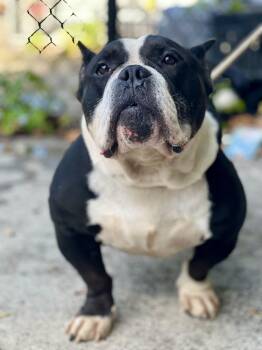 Rescue American Bully Dogs for Adoption in Yonkers, New York - Dizzy Aka Tony Soprano | PetCurious