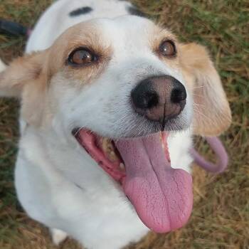 SKIPPER -  Beagle Dog for Adoption in Corydon, Indiana - SKIPPER | PetCurious