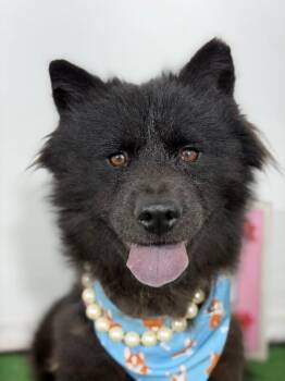 Mochi-One of our Amazing Rescue Dogs -  Chow Chow and Jindo Dog for Adoption in Carlsbad, California - Mochi-One Of Our Amazing Rescue Dogs | PetCurious