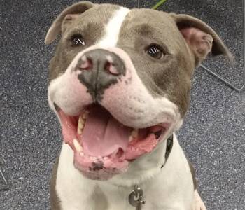 CHARLIE -  Pit Bull Terrier and Mixed Breed Dog for Adoption in Anchorage, Alaska - CHARLIE | PetCurious