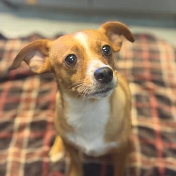 Princess -  Chihuahua and Mixed Breed Dog for Adoption in Long Beach, California - Princess | PetCurious
