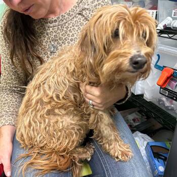 Auggie -  Cavapoo Dog for Adoption in Boulder, Colorado - Auggie | PetCurious