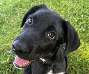 DJ -  German Shepherd Dog and Labrador Retriever Dog for Adoption in Anabel, Missouri - DJ | PetCurious