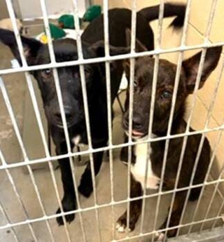 Mist -  Mixed Breed Dog for Adoption in Morristown, New Jersey - Mist | PetCurious