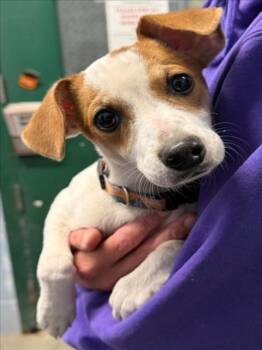 Terrier Dogs Available for Adoption in Woodland, California - *PINEAPPLE | PetCurious