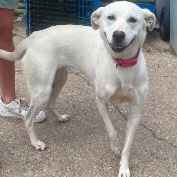 Sugar Pie Stray Hold 8/11 -  Mixed Breed Dog for Adoption in Huntington, West Virginia - Sugar Pie Stray Hold 8/11 | PetCurious