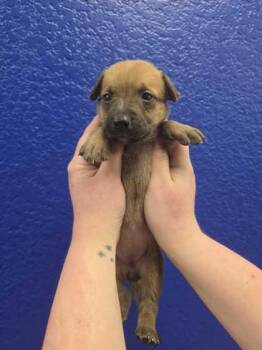 Sleepy -  Dutch Shepherd and Mixed Breed Dog for Adoption in Morton Grove, Illinois - Sleepy | PetCurious