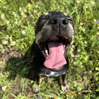 Bubbles -  Mixed Breed Dog for Adoption in Pearland, Texas - Bubbles | PetCurious