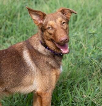 Winnie -  Australian Kelpie Dog for Adoption in Tyler, Texas - Winnie | PetCurious