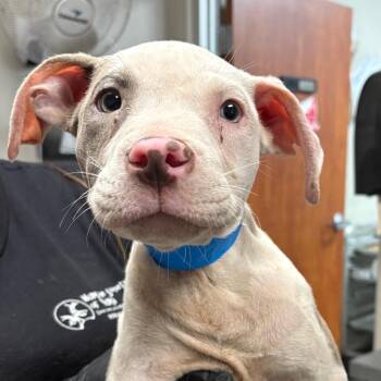 Bart -  Pit Bull Terrier Dog for Adoption in Yuma, Arizona - Bart | PetCurious