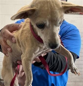 Rescue Chihuahua Dogs for Adoption in San Bernardino, California - PEARL | PetCurious