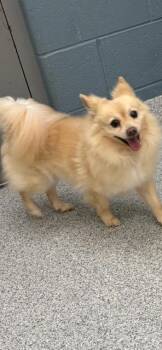 BILLY -  Pomeranian Dog for Adoption in Newaygo, Michigan - BILLY | PetCurious