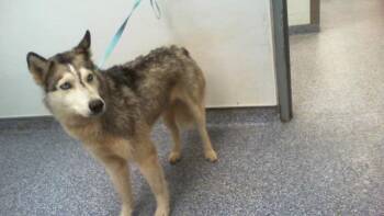 ALINA -  Siberian Husky Dog for Adoption in Charlotte, North Carolina - ALINA | PetCurious