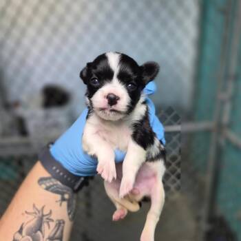 Spot -  Chihuahua Dog for Adoption in Wahiawa, Hawaii - Spot | PetCurious