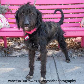 Poodle and Terrier Dogs Available for Adoption - Marta | PetCurious