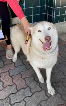 Siberian Husky Dogs Available for Adoption in Rancho Cucamonga, California - TAYLOR | PetCurious