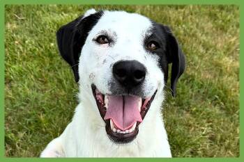 Bella -  Labrador Retriever and Hound Dog for Adoption in Amherst, Massachusetts - Bella | PetCurious