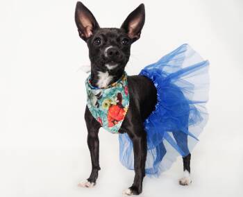 Birdie -  Chihuahua Dog for Adoption in Phoenix, Arizona - Birdie | PetCurious
