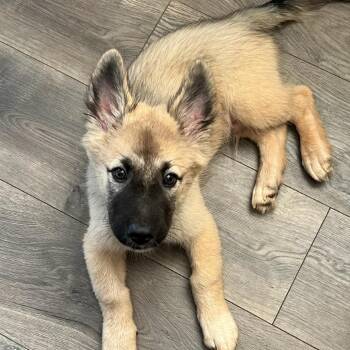 Archer -  Mixed Breed Dog for Adoption in Fredericksburg, Virginia - Archer | PetCurious