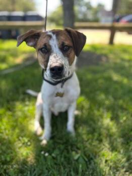Skeeter -  Foxhound Dog for Adoption in East Greenwich Township, New Jersey - Skeeter | PetCurious