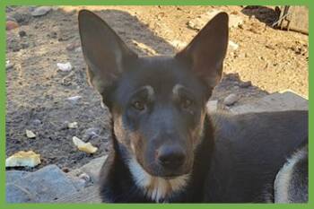 Bronagh -  German Shepherd Dog and Siberian Husky Dog for Adoption in Amherst, Massachusetts - Bronagh | PetCurious