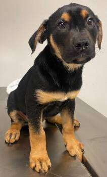 Shepherd and Mixed Breed Dogs Available for Adoption in Lockhart, Texas - Tiger | PetCurious