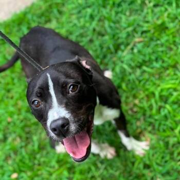 Donnie -  Mixed Breed Dog for Adoption in New York, New York - Donnie | PetCurious