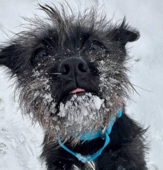 Cairn Terrier Dogs Available for Adoption - Toto | PetCurious