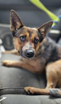 Rescue Mixed Breed Dogs for Adoption in Nokomis, Florida - Bingo | PetCurious