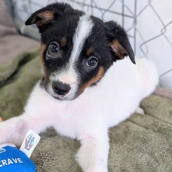 Ace -  Australian Cattle Dog Blue Heeler and Border Collie Dog Available for Adoption in St. George, Utah - Ace | PetCurious