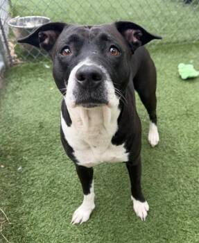 CUBA -  Mixed Breed Dog for Adoption in Columbia, South Carolina - CUBA | PetCurious