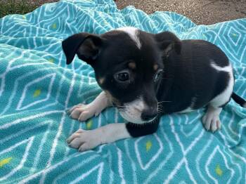 Australian Cattle Dog Blue Heeler and American Staffordshire Terrier Dogs Available for Adoption in Mt. Juliet, Tennessee - Allie (Tombstone Litter) | PetCurious