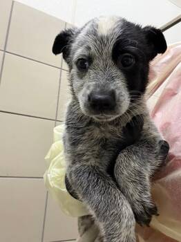Cosmo -  Mixed Breed Dog for Adoption in Hobbs, New Mexico - Cosmo | PetCurious