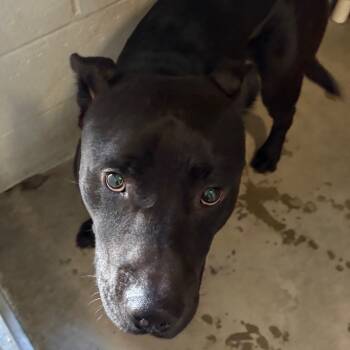 Rescue Pit Bull Terrier Dogs for Adoption in Yuma, Arizona - Heathcliff | PetCurious