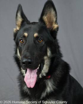 Sam -  German Shepherd Dog Dog for Adoption in Montour Falls, New York - Sam | PetCurious