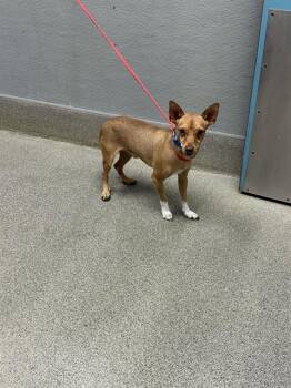 DAVE -  Chihuahua Dog for Adoption in Las Vegas, Nevada - DAVE | PetCurious