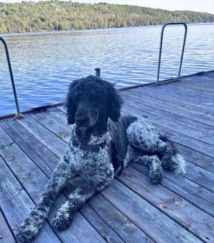 Stark -  Standard Poodle Dog for Adoption in Courtice, Ontario - Stark | PetCurious