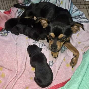 Nena -  Chihuahua and Pug Dog for Adoption in Apple Valley, California - Nena | PetCurious